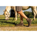 DANSKO PAMI WATERPROOF BOOT Boots Dansko 